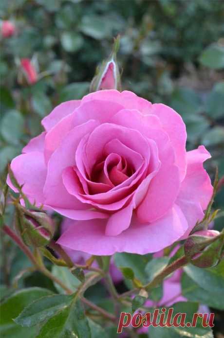 ~Pacific Glory ~ Floribunda  |  Pinterest: инструмент для поиска и хранения интересных идей