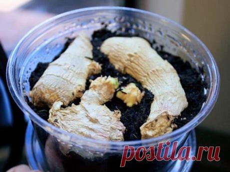 Имбирь: выращивание в домашних условиях, как растет в природе и где, цветение в горшке, белый корень, растение и цветок