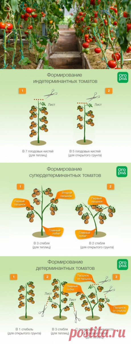 Формирование томатов в теплице и открытом грунте: инструкции и схемы