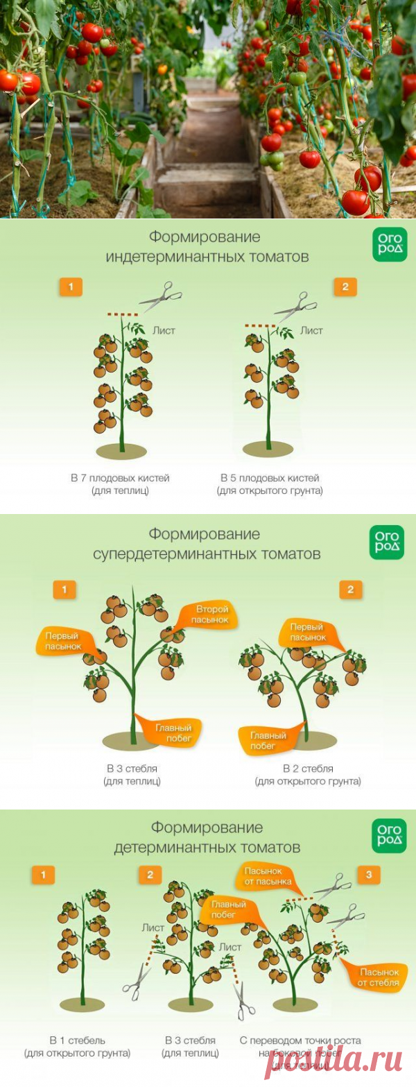 Формирование томатов в теплице и открытом грунте: инструкции и схемы | Томаты (Огород.ru)