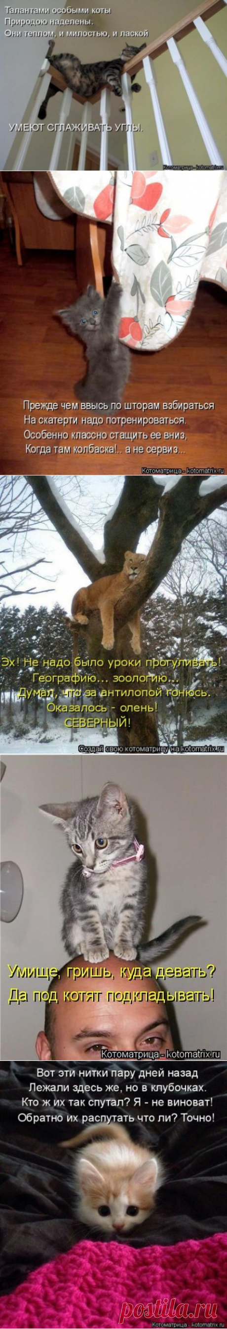 Котоматрицы новые для всех (35 фото) - 22.06.2018