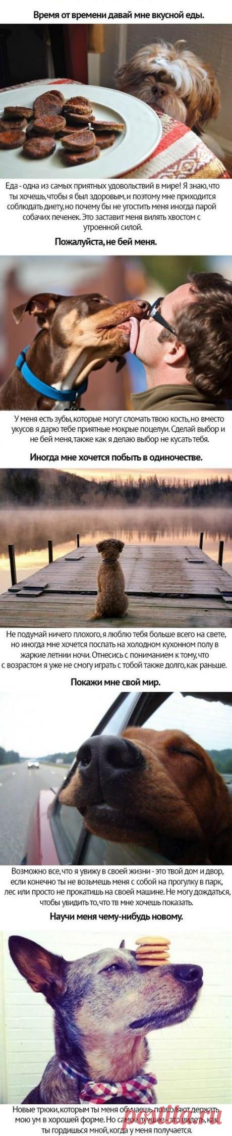 Оберегайте своих животных / Питомцы