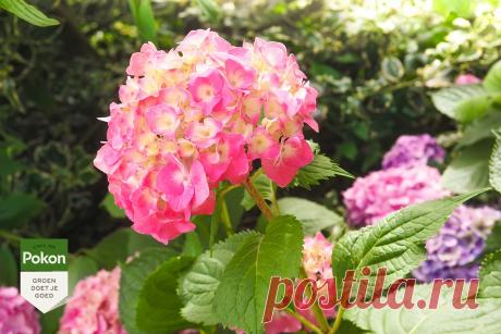 Ключ к непростой загадке: как вдохновить гортензии на цветение?