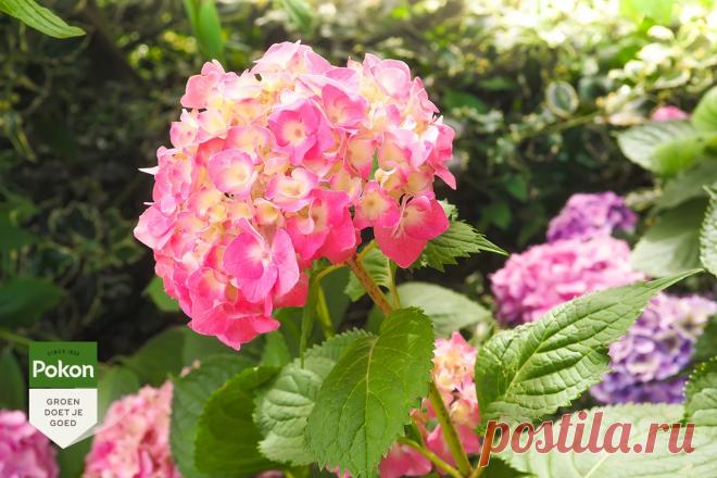 Ключ к непростой загадке: как вдохновить гортензии на цветение?