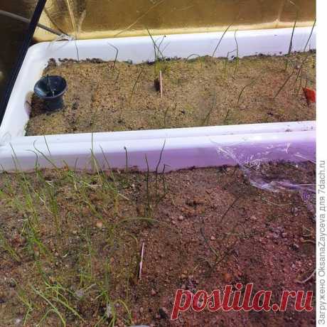 Борьба с вредителями рассады - мошками и грибными комариками. Описание способа и фото