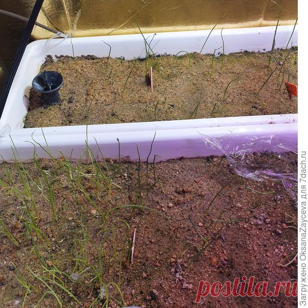 Борьба с вредителями рассады - мошками и грибными комариками. Описание способа и фото