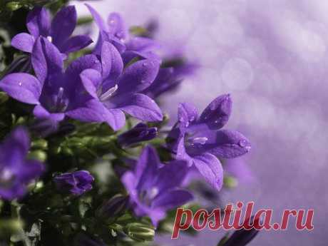 (54) Одноклассники