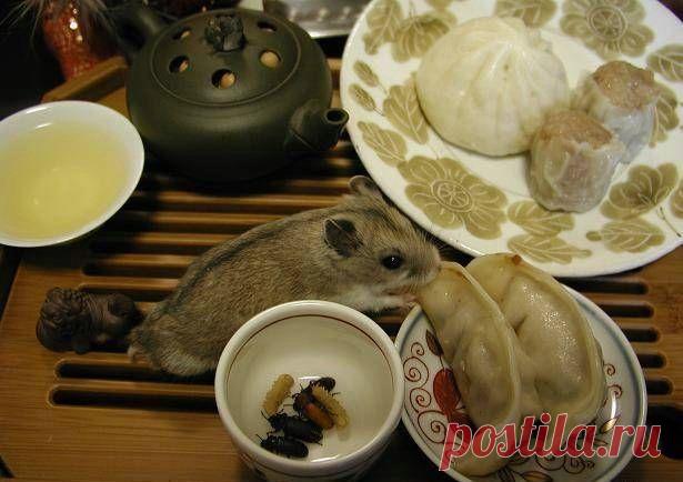 Идеальное тесто для мантов, вареников, хинкали: