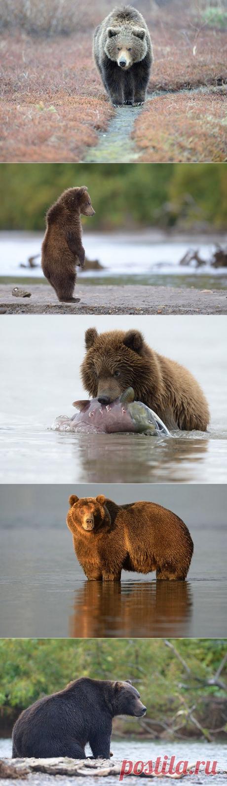 Медвежьи тропы