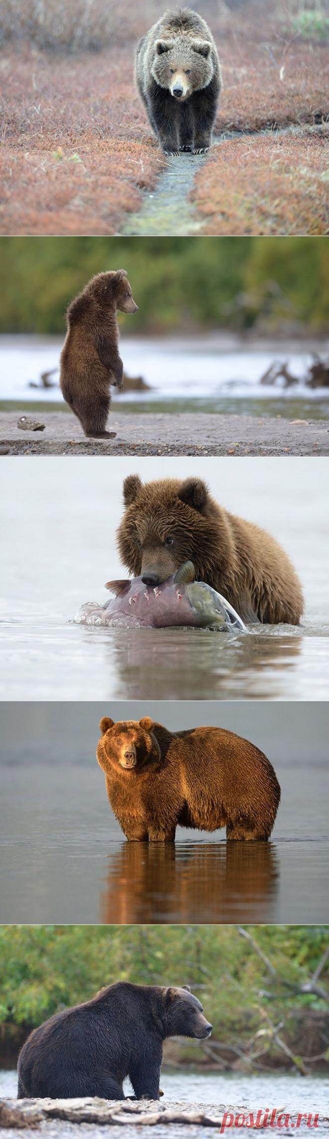 Медвежьи тропы