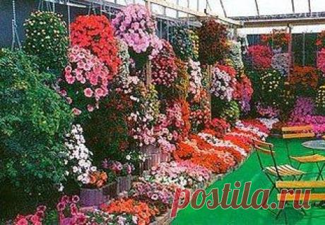 МОЙ САД |Дача, загородный дом, огород, растения