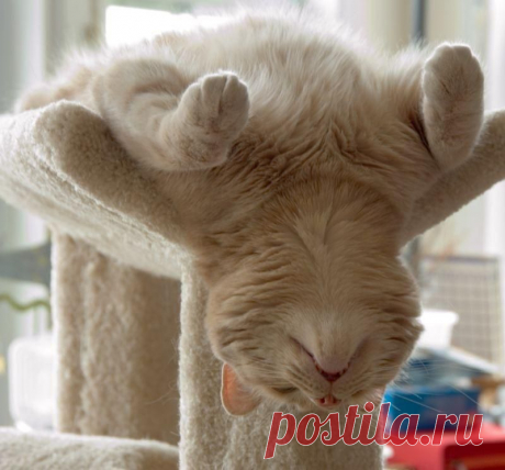 20 животных, которые занимаются йогой лучше, чем вы | ВШоке.инфо