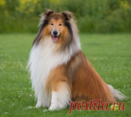 Красавец колли.  ---   Dog, Rough Collie  Free Stock Photo HD - Public Domain Pictures