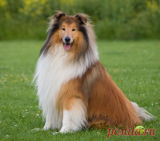 Красавец колли.  ---   Dog, Rough Collie  Free Stock Photo HD - Public Domain Pictures