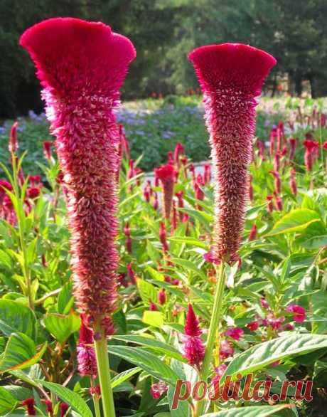 целозия фото цветов: 3 тыс изображений найдено в Яндекс.Картинках