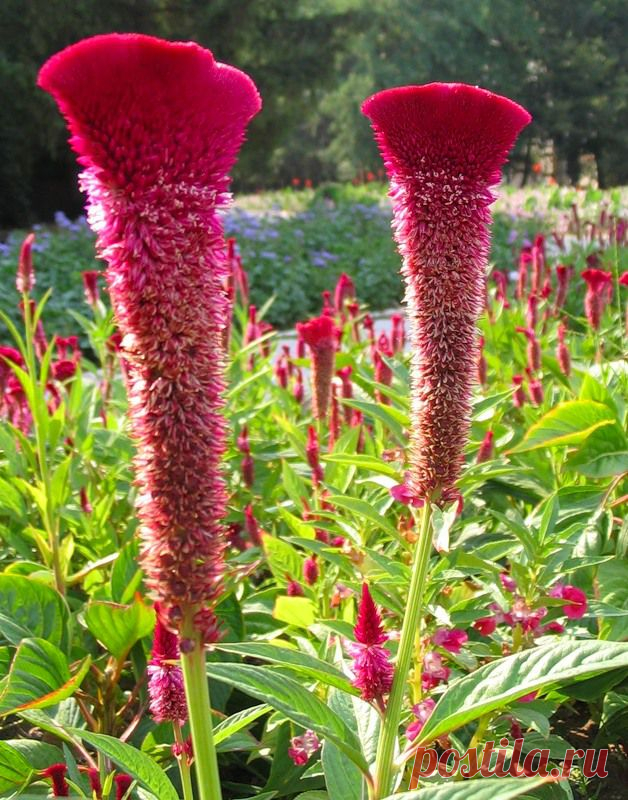 целозия фото цветов: 3 тыс изображений найдено в Яндекс.Картинках