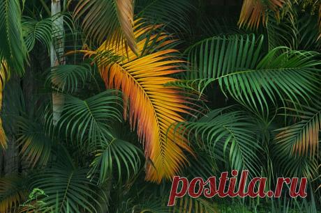 palm d'or by Lionel du Plessis – Beautiful Pictures