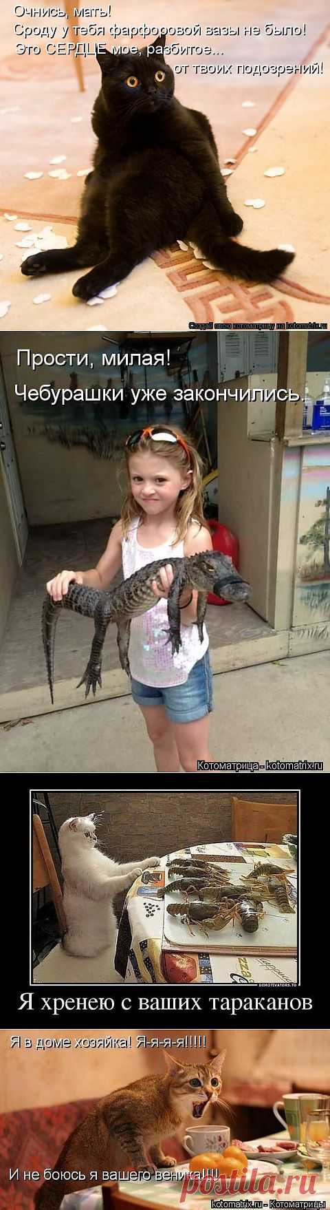 Котоматрица | ОБОРЖАКА ;)