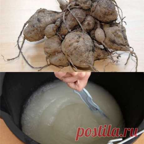 Клей для хранения георгинов — Садоводка