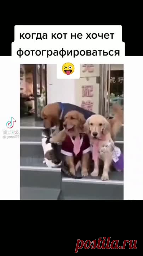 До чего собаки умные животные