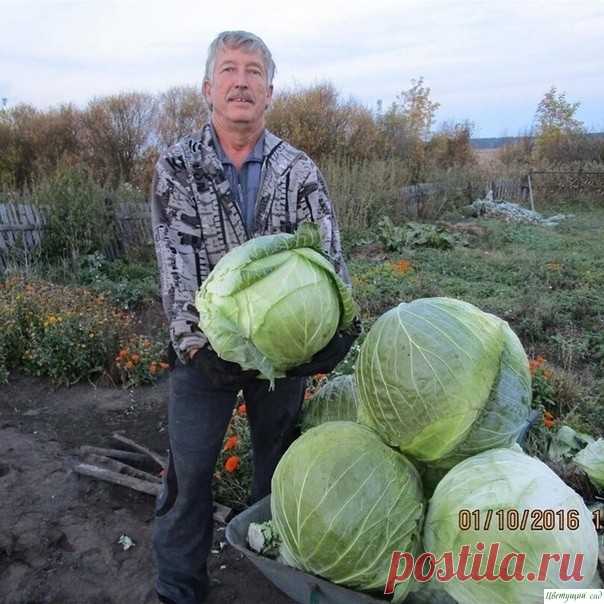 СЕКРЕТЫ БЕЛOКOЧАННOЙ КАПУСТЫ