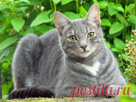 Занимательные факты о кошках Нэнси Коуэн была вынуждена бросить свою кошку Клео, которую она усыновила заблудшей, когда переехала в дом престарелых.