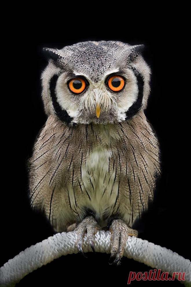 - coffeenuts: Einstein by marcuspusch...