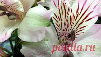 Google+ – #flowers