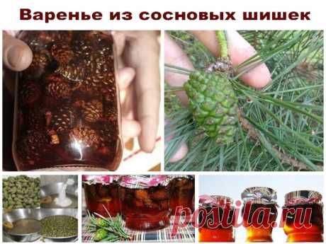 Варенье из сосновых шишек — сосновый мед +++ Сосна отдает нам самое ценное, что м | Полезные советы!