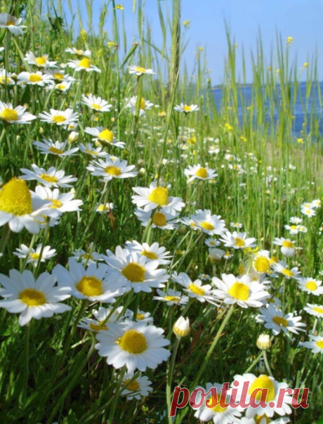 Летнее настроение.. 🍃ܓ
