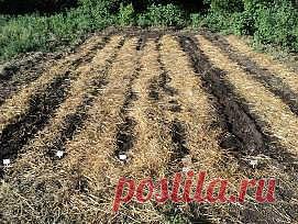 ПРЕПАРАТ «ГУМАТЭМ УНИВЕРСАЛЬНЫЙ» ДЛЯ ОСЕННЕЙ ЗАКЛАДКИ ГРЯДОК