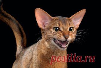 Домашняя дикость — National Geographic Россия Кошка живет бок о бок с человеком настолько долго, что трудно сказать, кто у кого перенимает привычки.