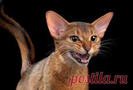 Домашняя дикость — National Geographic Россия Кошка живет бок о бок с человеком настолько долго, что трудно сказать, кто у кого перенимает привычки.