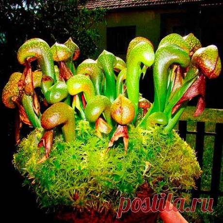 Комнатное растение Дарлингтония (Darlingtonia). Температура: летом 18-20 0 С, зимой 16-18 0 С.
Освещение: неяркое, полутень.
Полив: только мягкой водой. Летом полив обильный, зимой - умеренный.
Влажность: необходимо частое опрыскивание.