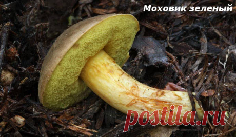 Гриб ПОДРЕШЕТНИК (Моховик Зеленый)