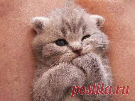 Ну какая же я лапочка!
https://invkus.blogspot.ru/