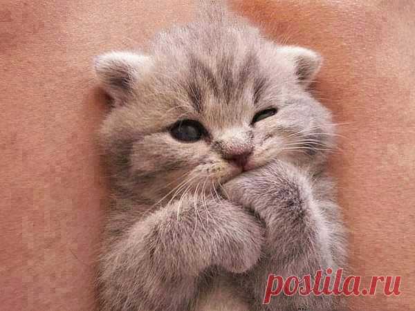 Ну какая же я лапочка!
http://invkus.blogspot.ru/