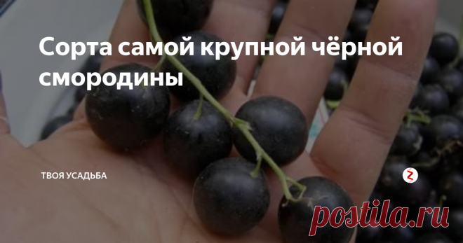 Сорта самой крупной чёрной смородины Для того, чтоб получить хороший урожай крупной чёрной смородины нужно не только ухаживать за кустами, но и правильно выбрать сорт при посадке. Некоторые сорта просто не могут дать крупных ягод, так как это им просто не свойственно. Давайте разберёмся какие сорта чёрной смородины являются самыми крупноплодными.
Ядрёная
Куст морозостойкий с раскидистыми ветвями и мощной корневой системой. Вес ягод с