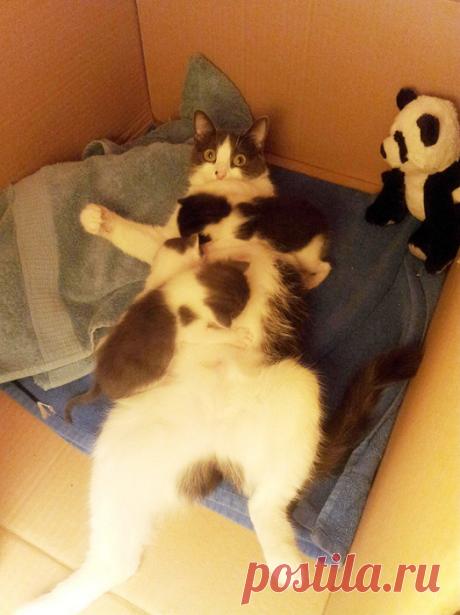 Такие заботливые мамы: Фотографии животных, которые немного устали от своих детёнышей