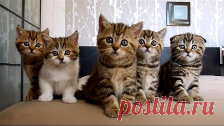 Happy Birthday Rocky and siblings ! Funny Cats and Cute Kittens Compilation