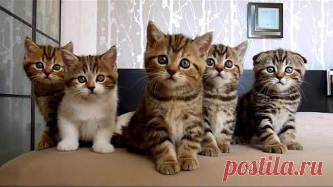 Happy Birthday Rocky and siblings ! Funny Cats and Cute Kittens Compilation
