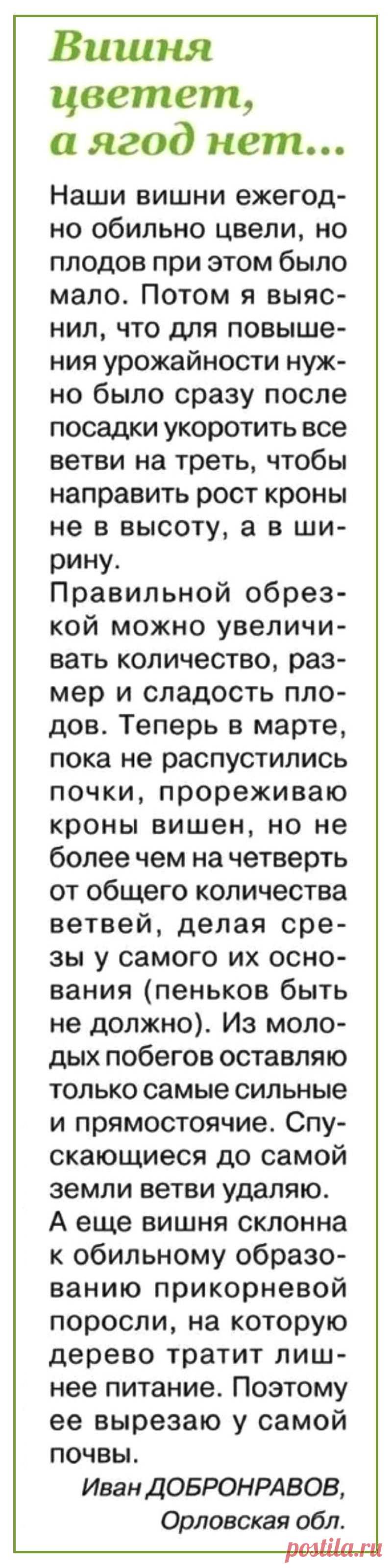 Вишня цветет, а ягод нет