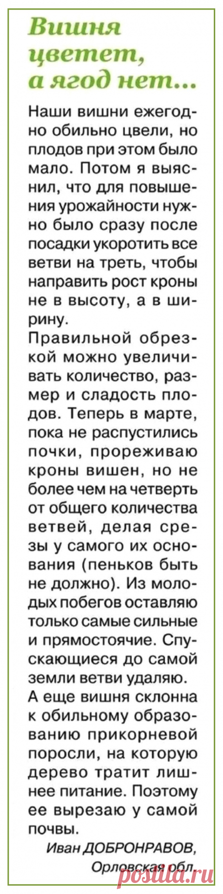 Вишня цветет, а ягод нет