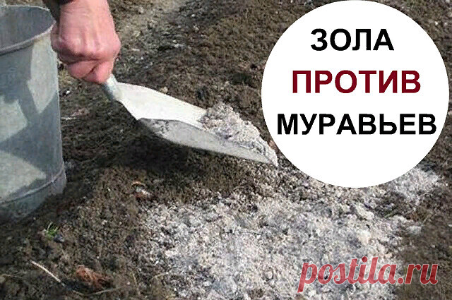ЗОЛА ПРОТИВ МУРАВЬЕВ НА УЧАСТКЕ  

С садовыми муравьями сталкиваются все огородники. Их появление на участке приносит много вреда.   Простое средство - древесная зола - способно справиться с проблемой. Преимущество пепла в том, что он имеется у любого садовода. Муравьи боятся золу в любом виде. Чтобы избавиться от муравьев, огородники чаще всего используют отвар из золы. Раствор помогает защитить ваши посадки, а заодно убивает тлю, которая является вечным спутником муравей...