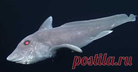 Акула-призрак. Предшественница динозавров Этот биологический вид существует без заметных изменений уже 300 миллионов лет. В пору его формирования рептилии делали первые шаги по Земле, а млекопитающих и птиц не было вовсе.