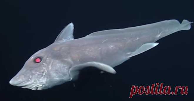Акула-призрак. Предшественница динозавров Этот биологический вид существует без заметных изменений уже 300 миллионов лет. В пору его формирования рептилии делали первые шаги по Земле, а млекопитающих и птиц не было вовсе.