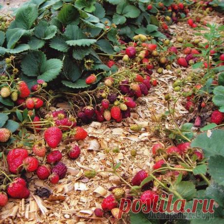 Как ухаживать за клубникой весной Чтобы собрать вкусный и богатый урожай, нужно знать, как ухаживать за клубникой весной, тогда розетки будут крепкими, а ягоды крупными и вкусными.