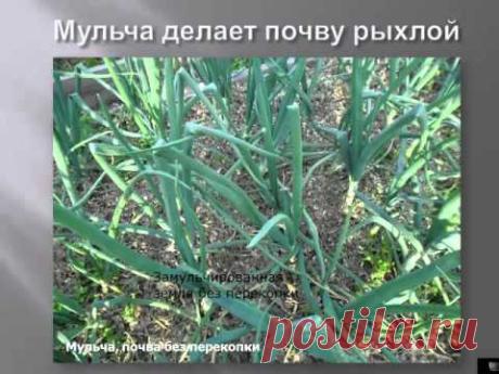 Мульчирование почвы. Виды мульчи и когда их применять