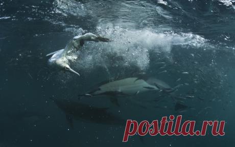 Ход сардин в Индийском океане у берегов ЮАР. Снимал Рустам Терегулов – nat-geo.ru/photo/user/115477