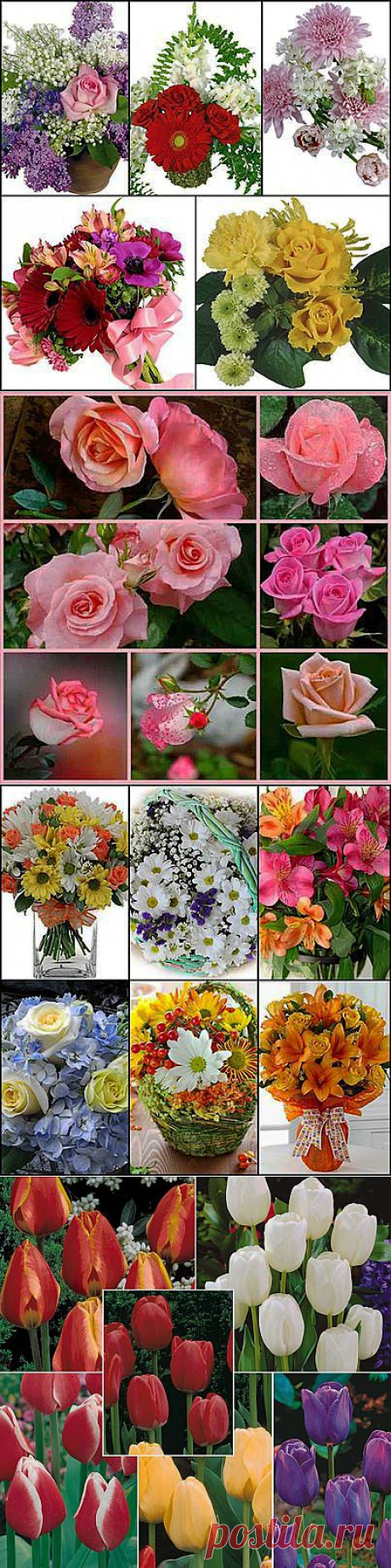 Photo Collages